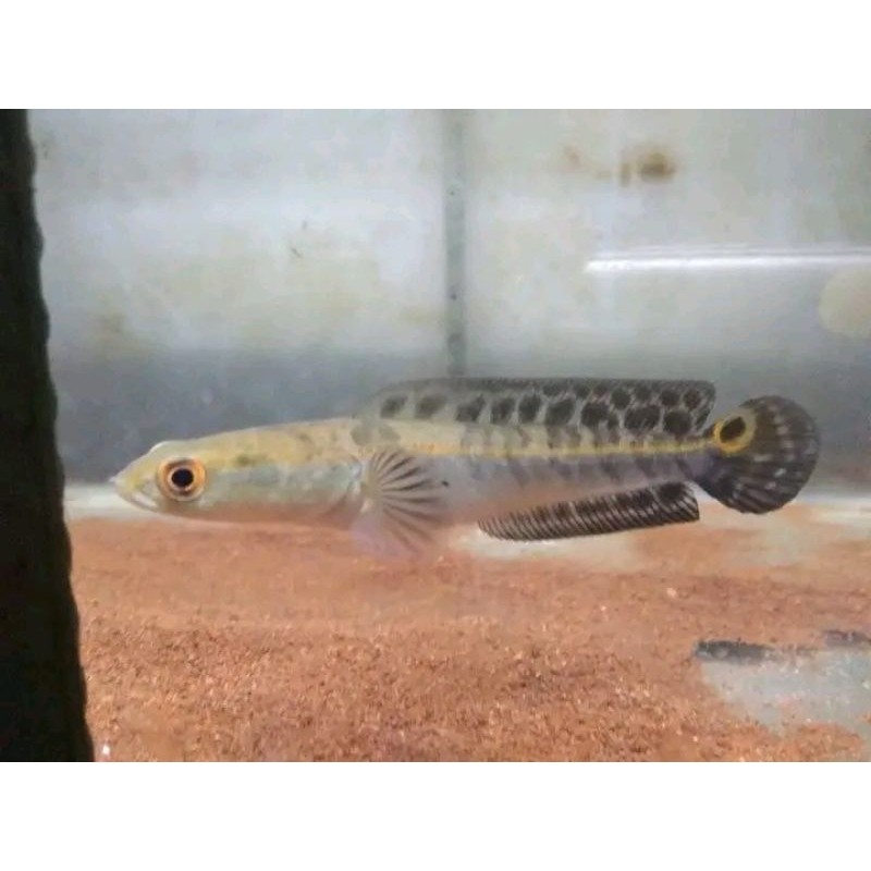 Maru ys ตกแต่ง BATIK LABEL 12-14 ซม. คุณภาพติดต่อ