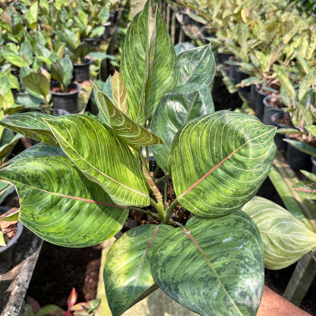 มุมมอง 8