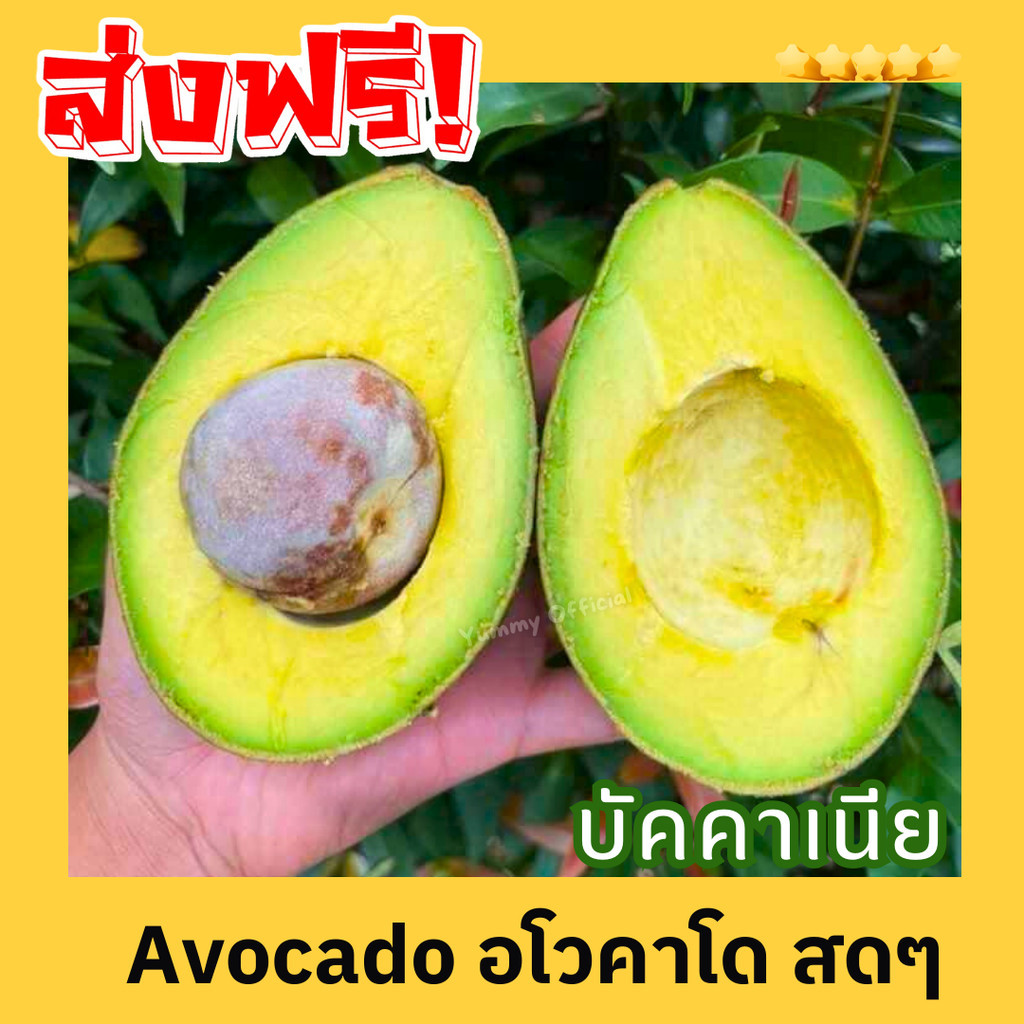 PWshop อโวคาโด บัคคาเนีย อร่อย เนื้อแน่น 1kg. รวมกล่อง พื้นเมือง แฮส เก็บสดๆจากดอย เคลมได้ อะโวคาโด้ พร้อมส่ง อะโวคาโด