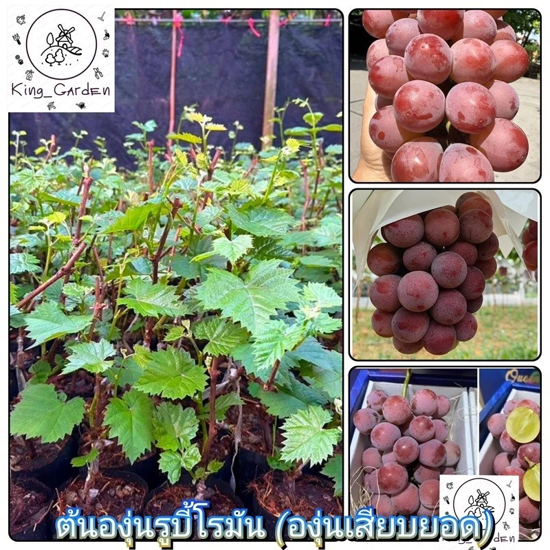 ต้นองุ่นรูบี้โรมันองุ่นเสียบยอดต้นสูงประมาณ 50 ถึง 60 เซนติเมตร_nhorubyroman