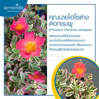 คุณนายไฮโซ (จำนวน 1 ต้น) เลี้ยงน้ำได้ ไม้ฟอกากาศไม้มงคล