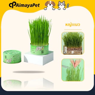 AimayaPet หญ้าแมว ต้นข้าวสาลีแมว ชุดปลูกข้าวสาลี เสริมสร้างภูมิคุ้มกันปลูกง่ายโตไวกระป๋องอลูมิเนียม
