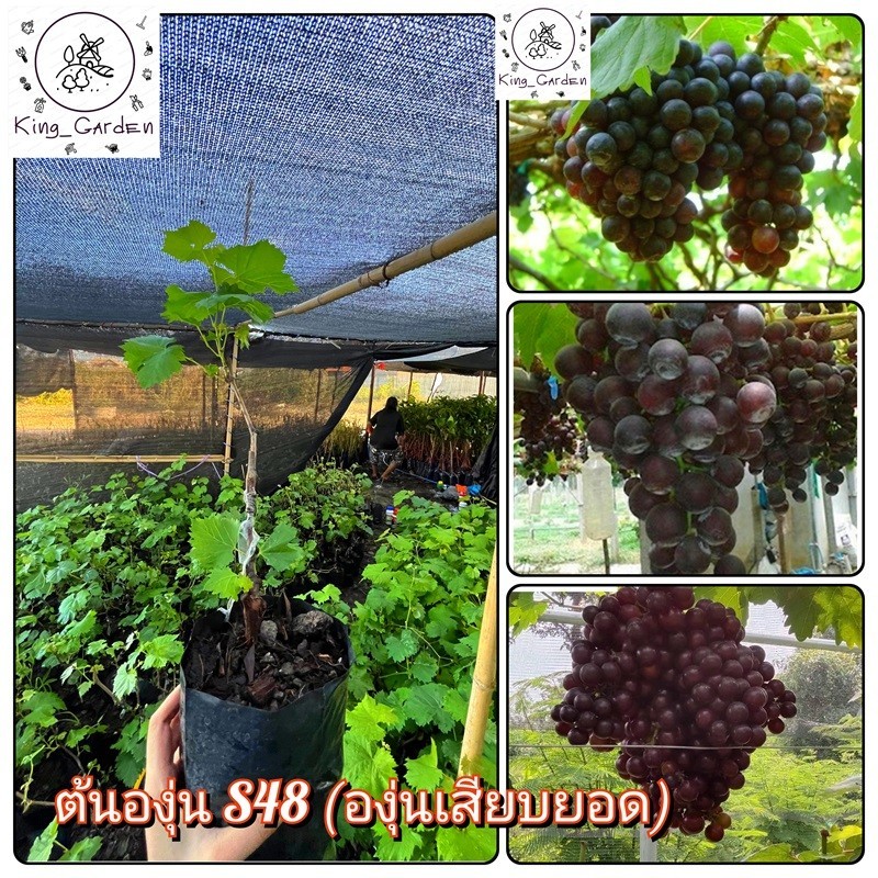 ต้นองุ่น S48องุ่นเสียบยอดต้นสูงประมาณ 50 ถึง 60 เซนติเมตร_nhos48