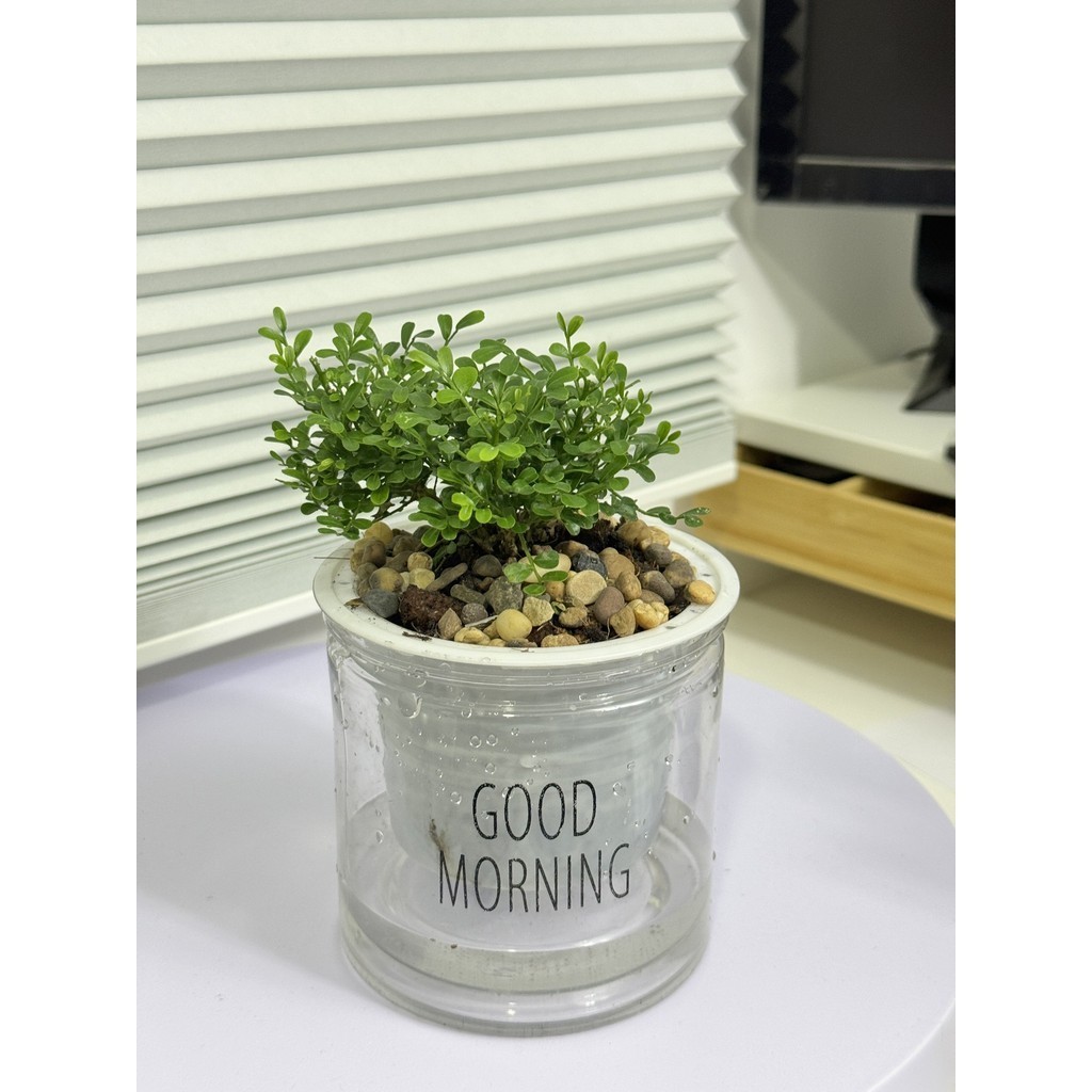 ต้นแก้วแคระ พร้อมกระถางดูดน้ำอัตโนมัติ เหมาะวางไว้บนโต๊ะทำงาน การดูแลรักษาง่ายๆ - รูปที่ 2