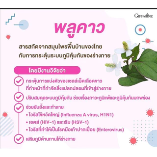 กิฟฟารีนเบต้า พลูคาว ดูแลผู้ป่วยภูมิคุ้มกันบกพร่อง เสริมภูมิคุ้มกันให้แข็งแรง ช่วยยับยั้งเชื้อไวรัส