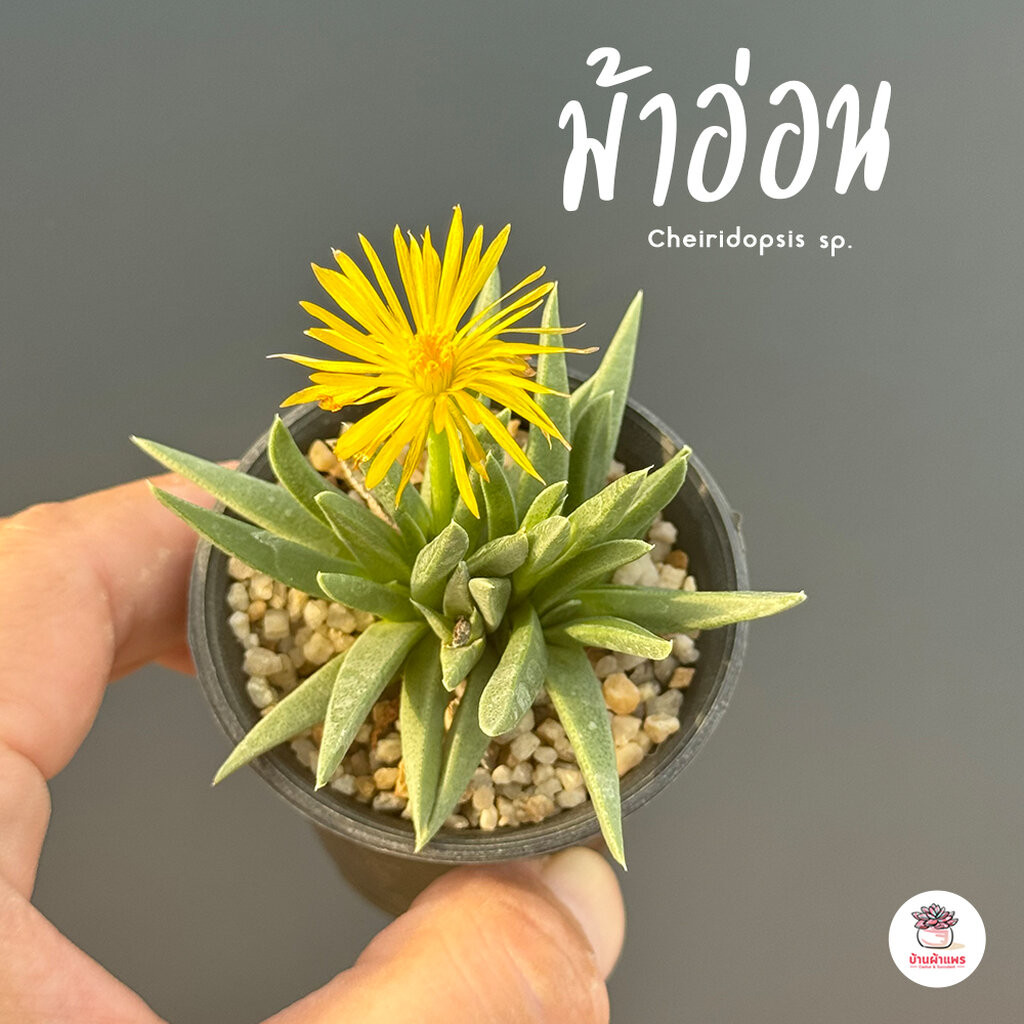 ม้าอ่อน Cheiridopsis sp. ไม้อวบน้ำ กุหลาบหิน แคคตัส กระบองเพชร cactus&succulent