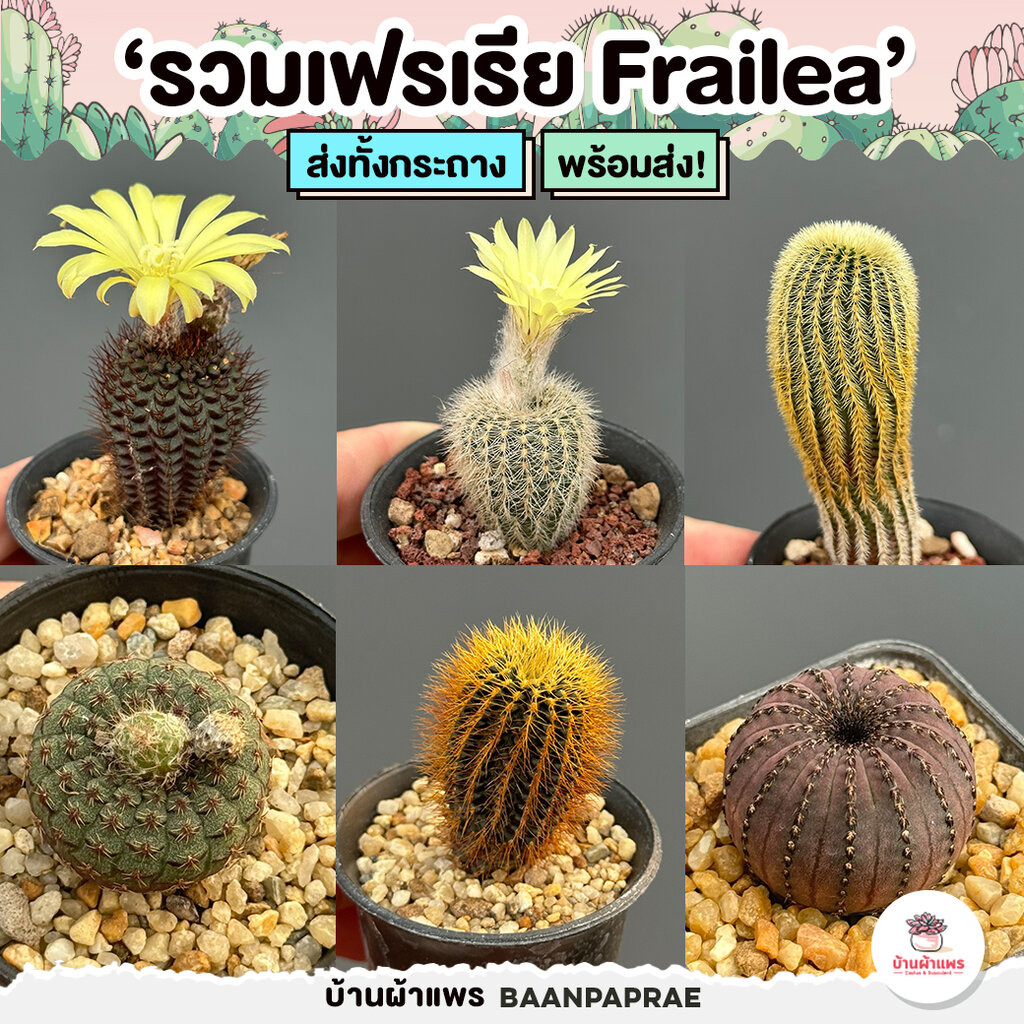 รวมเฟรเรีย Frailea ไม้อวบน้ำ กุหลาบหิน cactus&succulent