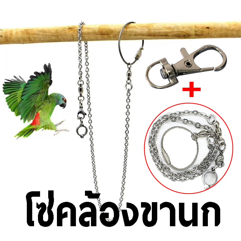 โซ่คล้องขานก สายจูงนก โซ่นกแก้ว โซ่จูงนก โซ่สำหรับนกแก้ว ห่วงเปิดขานก ห่วงขานก ยาว 80 ซม สแตนเลส