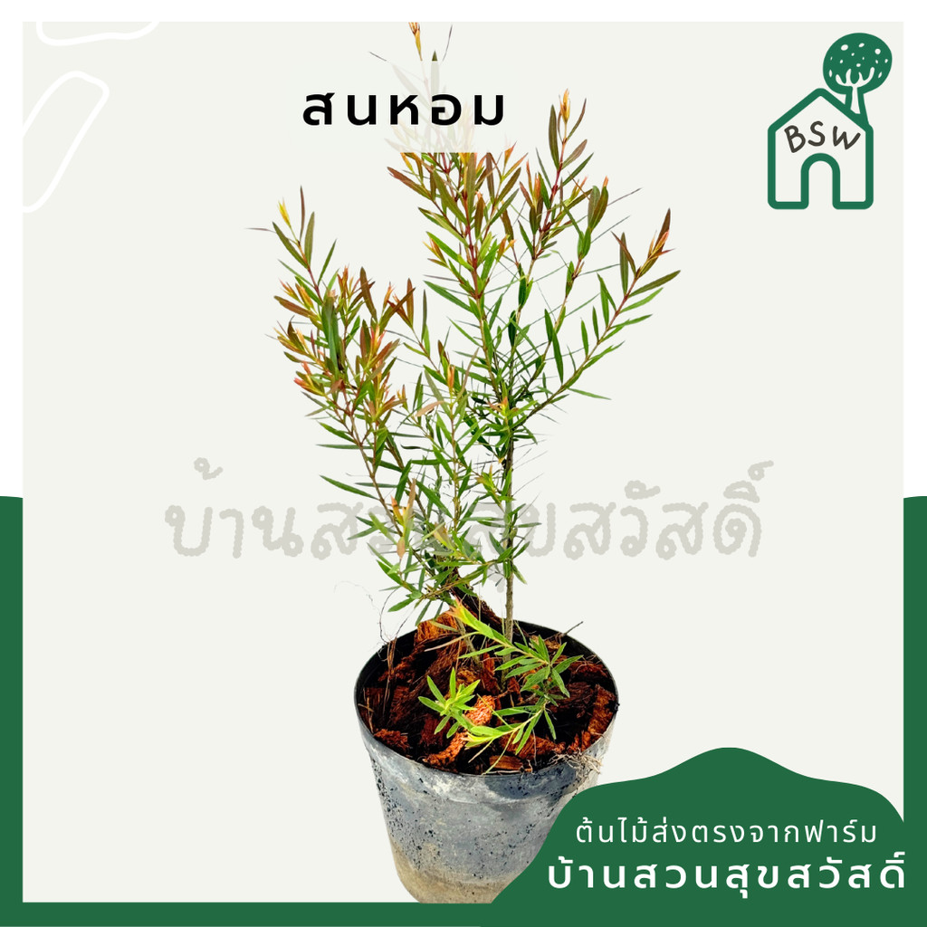 สนหอม สนหอมยอดแดง พร้อมกระถาง 3 นิ้ว