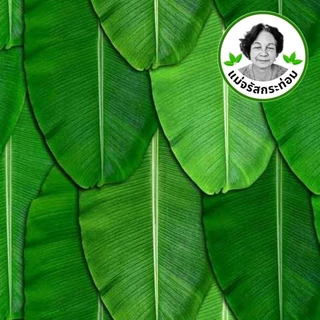 🍌🌿 ใบตองสด Fresh Banana Leaves ใบกล้วยน้ำว้า 1 กิโล จากสวนปลอดสารพิษ ใช้ห่อขนม ทำกระทง
