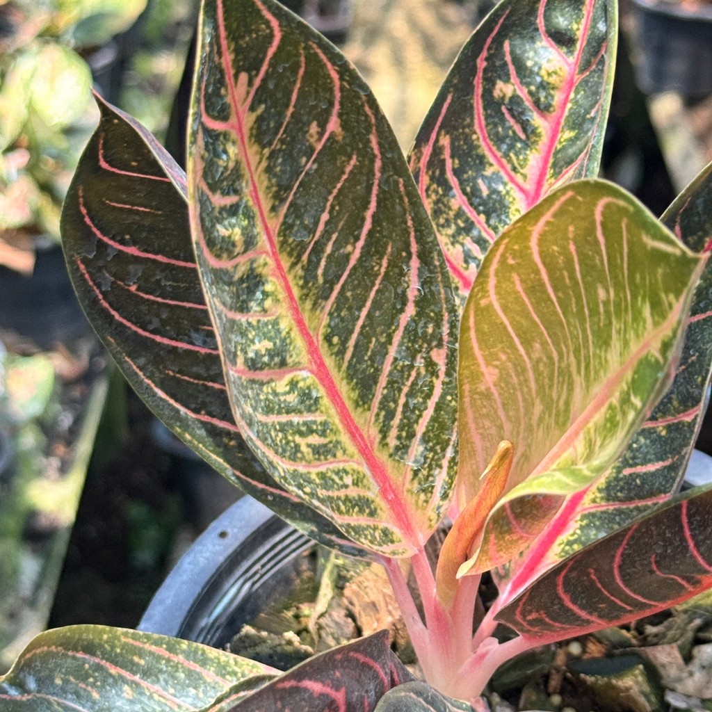 มุมมอง 3