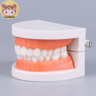 Moonlights1 ฟันมาตรฐานรุ่นผู้ใหญ่มาตรฐาน Typodont Demonstrat…