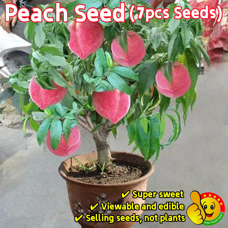 ปลูกง่าย ปลูกได้ทั่วไทย เมล็ดพันธุ์ ลูกพีช (7เมล็ด/ซอง) Sweet Bonsai Peach Seed ปลูกง่าย เมล็ดท้อ พีช ท้อ ต้นไม้ผลกินได้