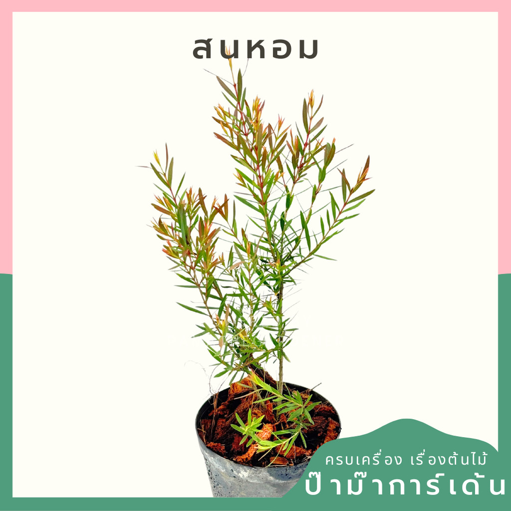 ต้นสนหอม สนหอม สนหอมไล่ยุง พร้อมกระถาง 3 นิ้ว