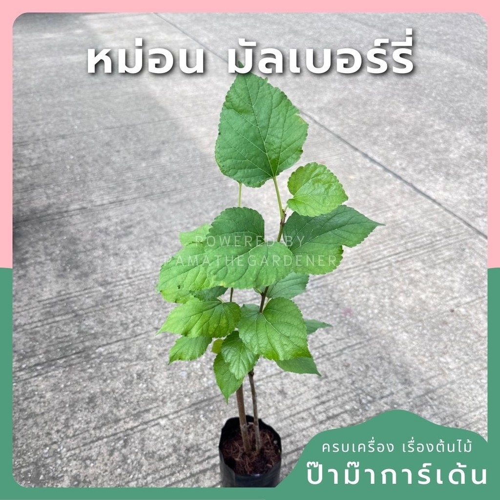 ต้นหม่อน หรือ มัลเบอร์รี่