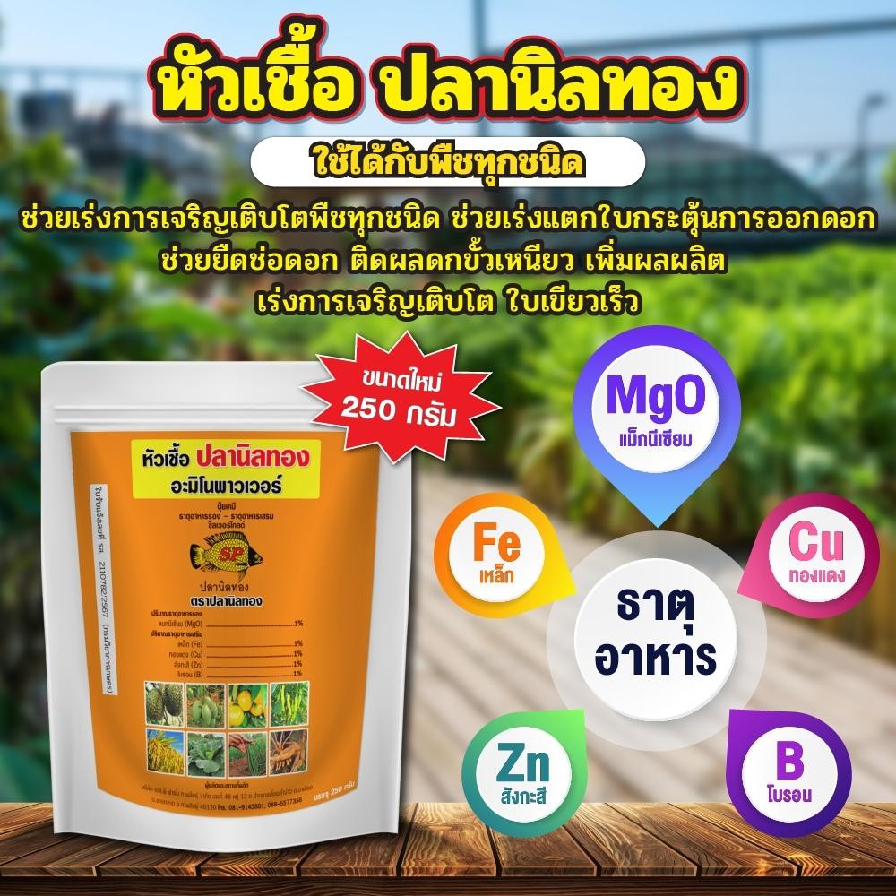 หัวเชื้อปลานิลทอง เร่งราก เร่งการแตกใบ กระตุ้นการออกดอก ยืดช่อดอก ผสมเกสร ติดผลดกขั้วเหนียว รสชาติดี