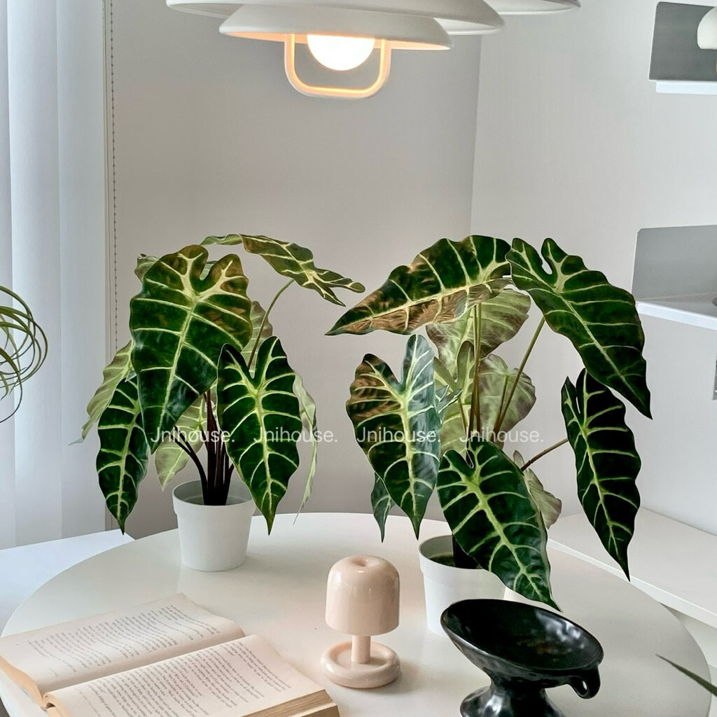 [พร้อมส่ง] Jnihouse : ต้นอโลคาเซีย ซานเดอเรียนาประดิษฐ์