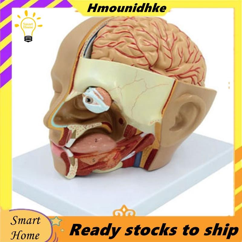 Human Head Anatomy Model Head สมองส่วน Anatomy สําหรับห้องเรียนวิทยาศาสตร์การศึกษาการเรียนรู้การสอนจ