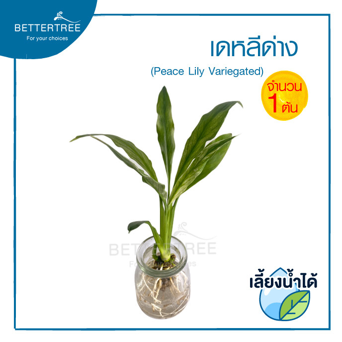 เดหลีด่าง(จำนวน 1 ต้น) เลี้ยงน้ำได้ ไม้ฟอกอากาศ ไม้มงคล