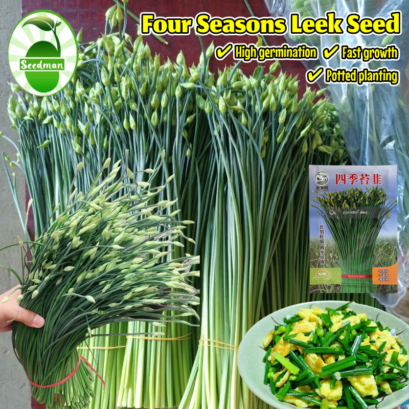 High Yield Four Seasons Moss Leek Seeds for Planting  (400 Seed) Leek Plant Seeds Vegetable Seeds เม
