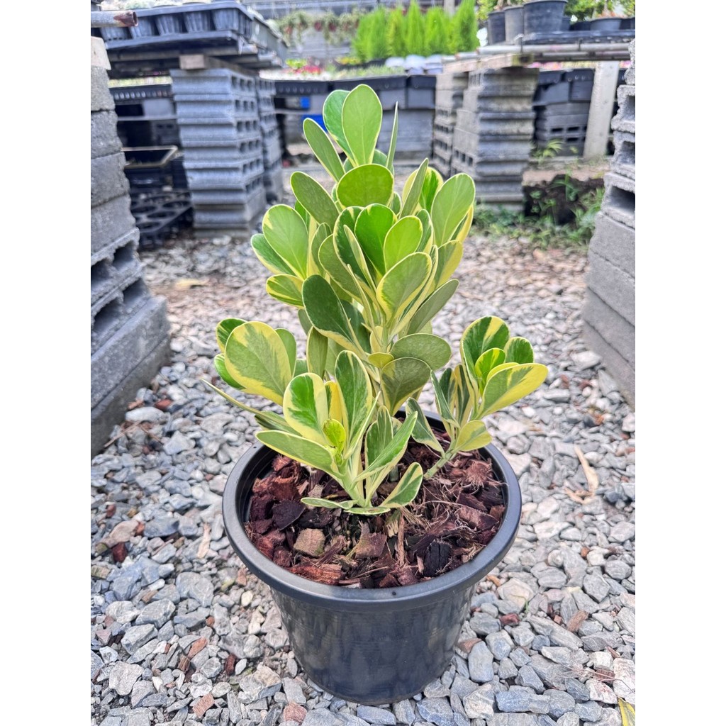 มุมมอง 6