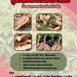 โปร 1 แถม 1 299.- ฮอร์โมนระเบิดหัวมันสำปะหลัง หัวใหญ่ น้ำหนักดี ผลผลิตงาม พร้อมส่ง เก็บปลายทาง ปุ๋ย อินทรีย์