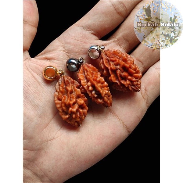 จี้ Rudraksha Jenitri Mukhi 2 หรือ Line 2 Blessings_Always
