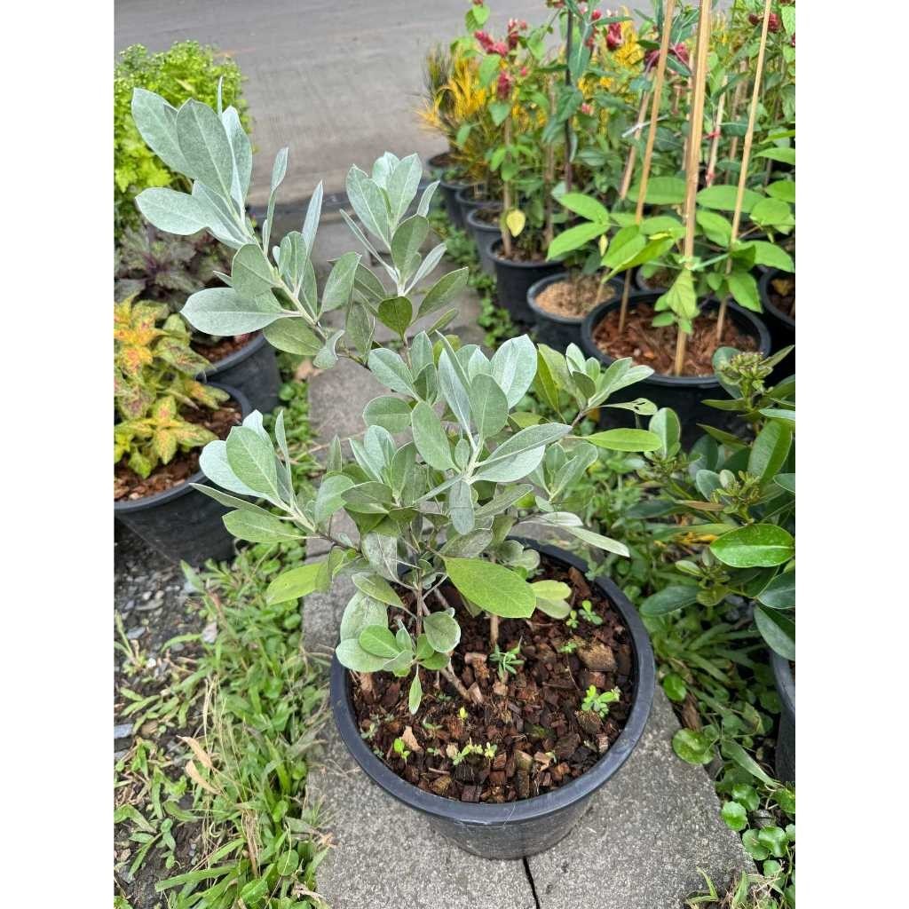 มุมมอง 2