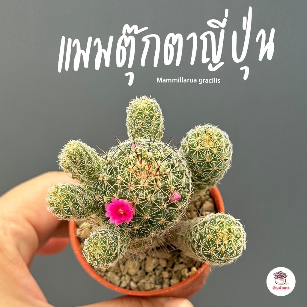 แมมตุ๊กตาญี่ปุ่น Mammillarua gracilis แคคตัส กระบองเพชร cactus&succulent