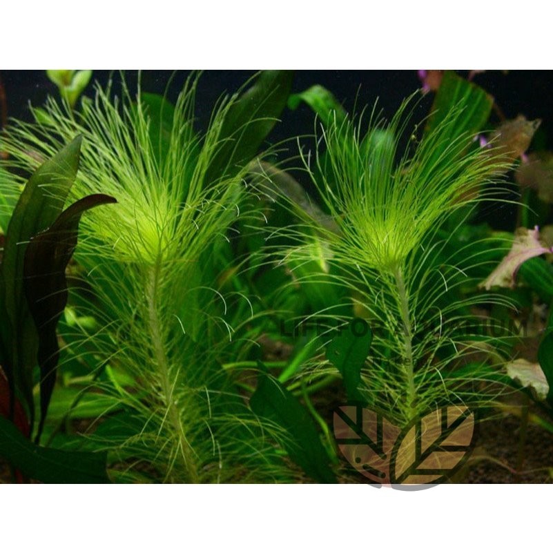 ไม้สะสม Eriocaulon setaceum กระดุมฝอย ไม้เขียว หน้าตู้ กลางตู้ ตู้ไม้น้ำ ของมันต้องมี Life for Aquarium ราคา ถูกที่สุด ดีลบีเคเค แกลเลอรีภาพที่ 5