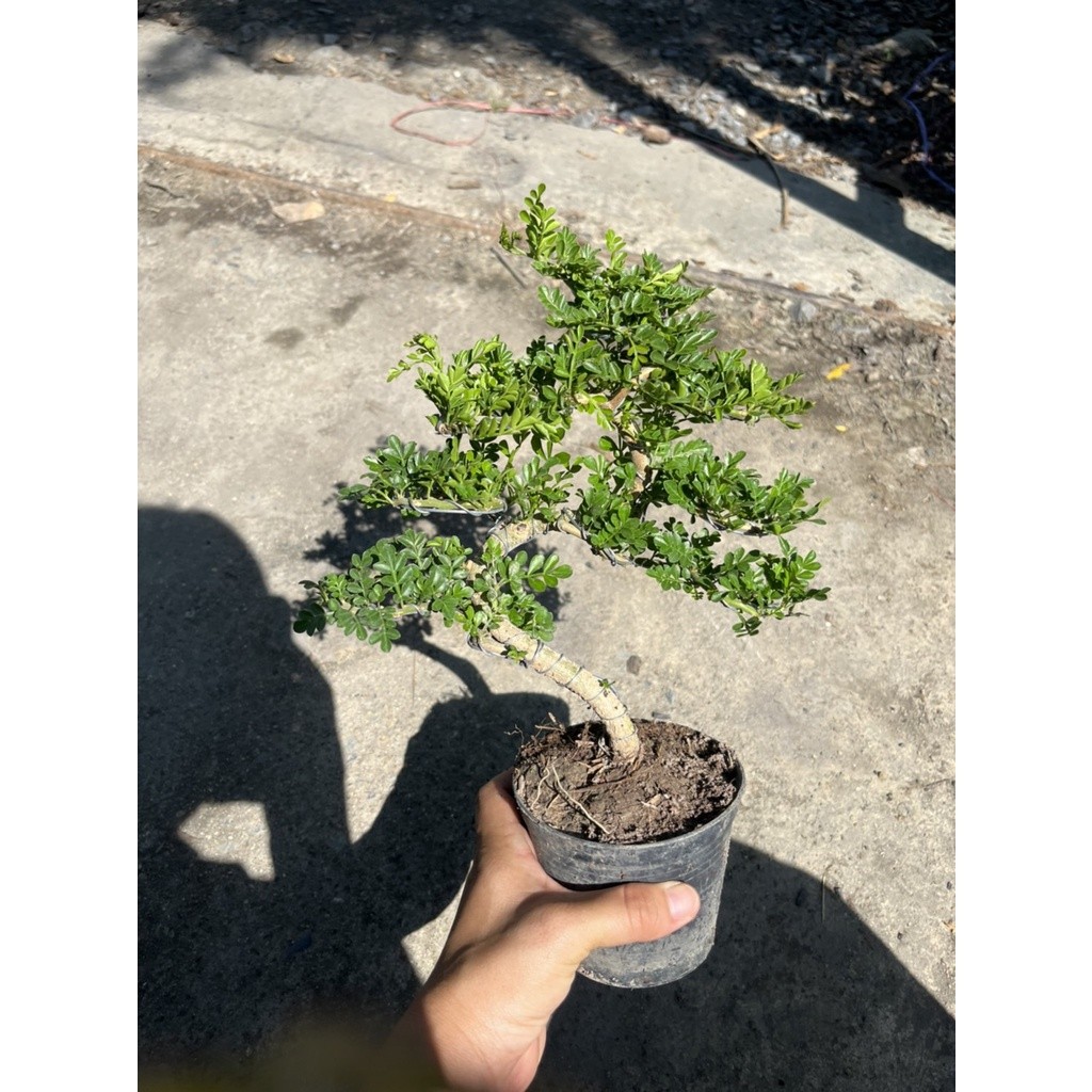 มุมมอง 4