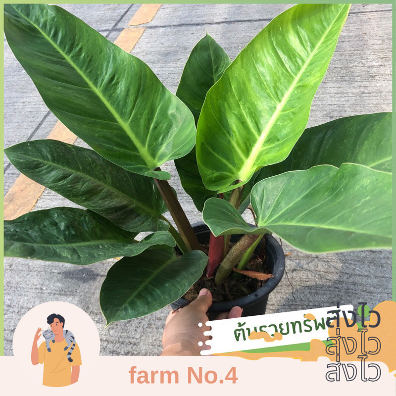 (ส่งไว) ต้น เศรษฐีรวยทรัพย์ เศรษฐีมีทรัพย์ ไม้มงคล รวยทรัพย์ (Philodendron Rojo Congo) ไม้ประดับ พร้อมกระถาง