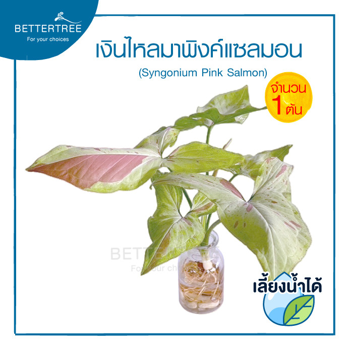 เงินไหลพิงค์แซลมอน (จำนวน 1 ต้น) เลี้ยงน้ำได้ Syngonium Salmon ไม้ฟอกอากาศ ไม้มงคล