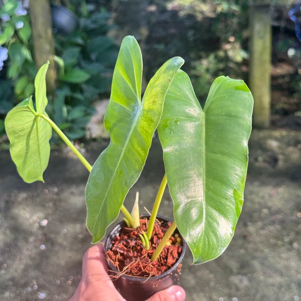 มุมมอง 4