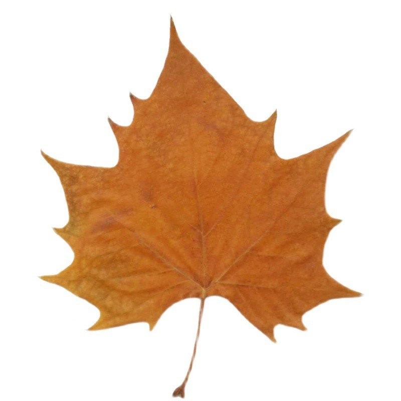 เด็กทําด้วยมือวัสดุธรรมชาติจริงอุปกรณ์ประกอบฉากตกแต่งใบร่วงใบไซคามอร์ใบชุดถ่ายภาพใบแห้งใบเมเปิ้ล MV7