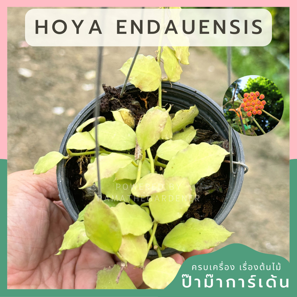 hoya endauensis โฮย่า ไม้แขวน ดอกส้ม
