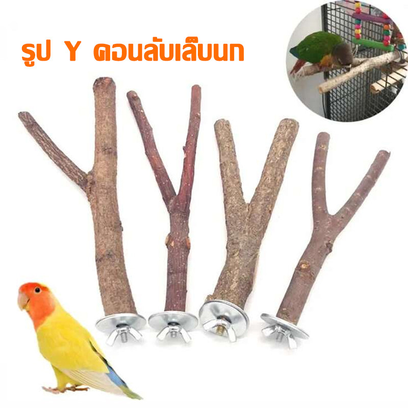 ที่ยืนนก คอนยืนนกแก้ว รูป Y คอนลับเล็บนก คอนนกใช้ติดกรง ฟอพัส หงส์หยก คอนัวร์ เลิฟเบิร์ด คอนไม้นก