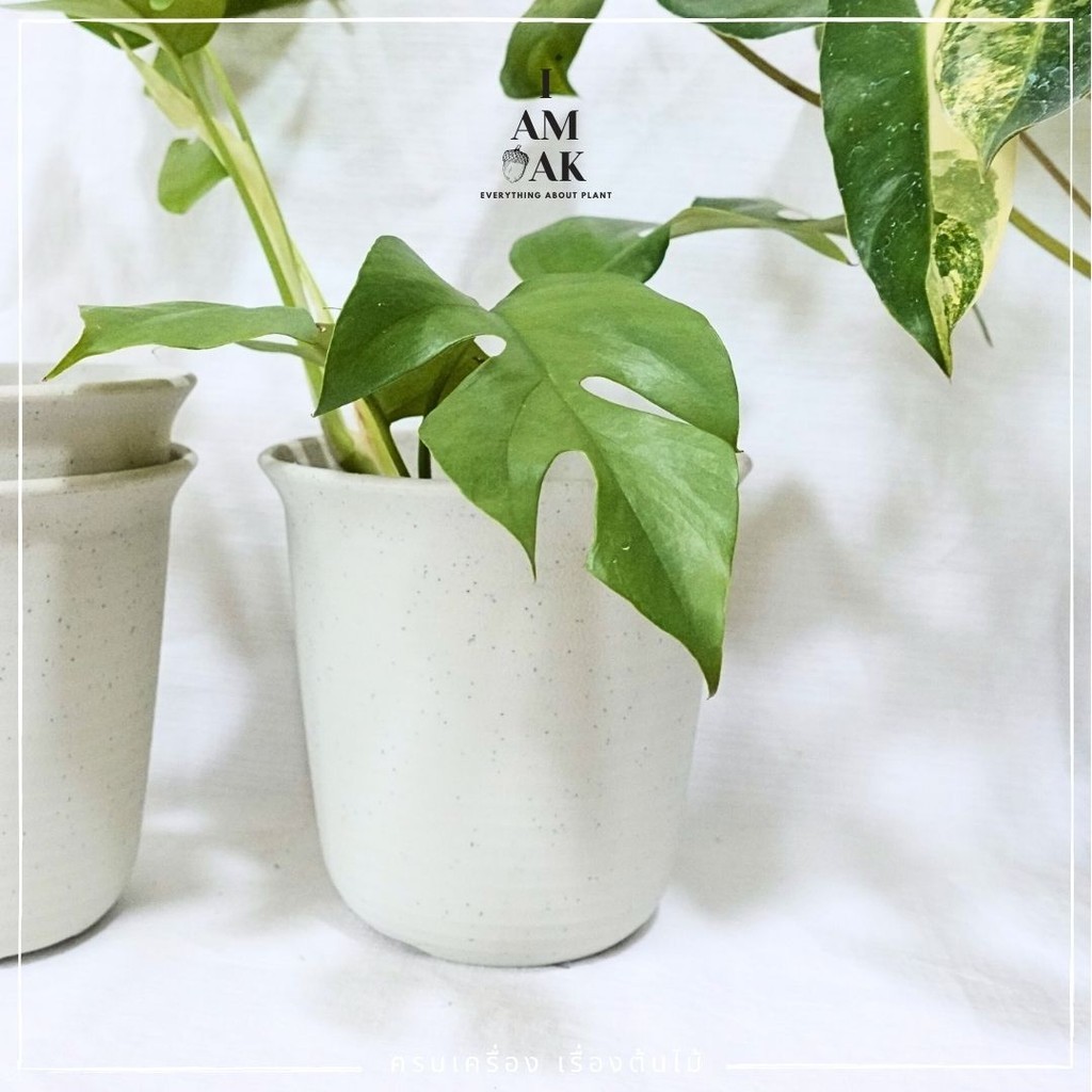 มุมมอง 3