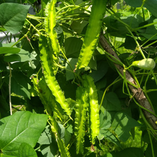 ถั่วพูเขียว เมล็ดพันธุ์ 4-10 เมล็ด มีคู่มือปลูก ทนร้อนและทนแ…