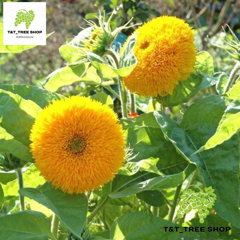 เมล็ดพันธุ์ ทานตะวัน ซันโกลด์ 20 เมล็ด Sungold Sunflower Seed เมล็ดพันธุ์แท้100% นำเข้าจากต่างประเทศ ปลูกผัก สวนครัว ถูก