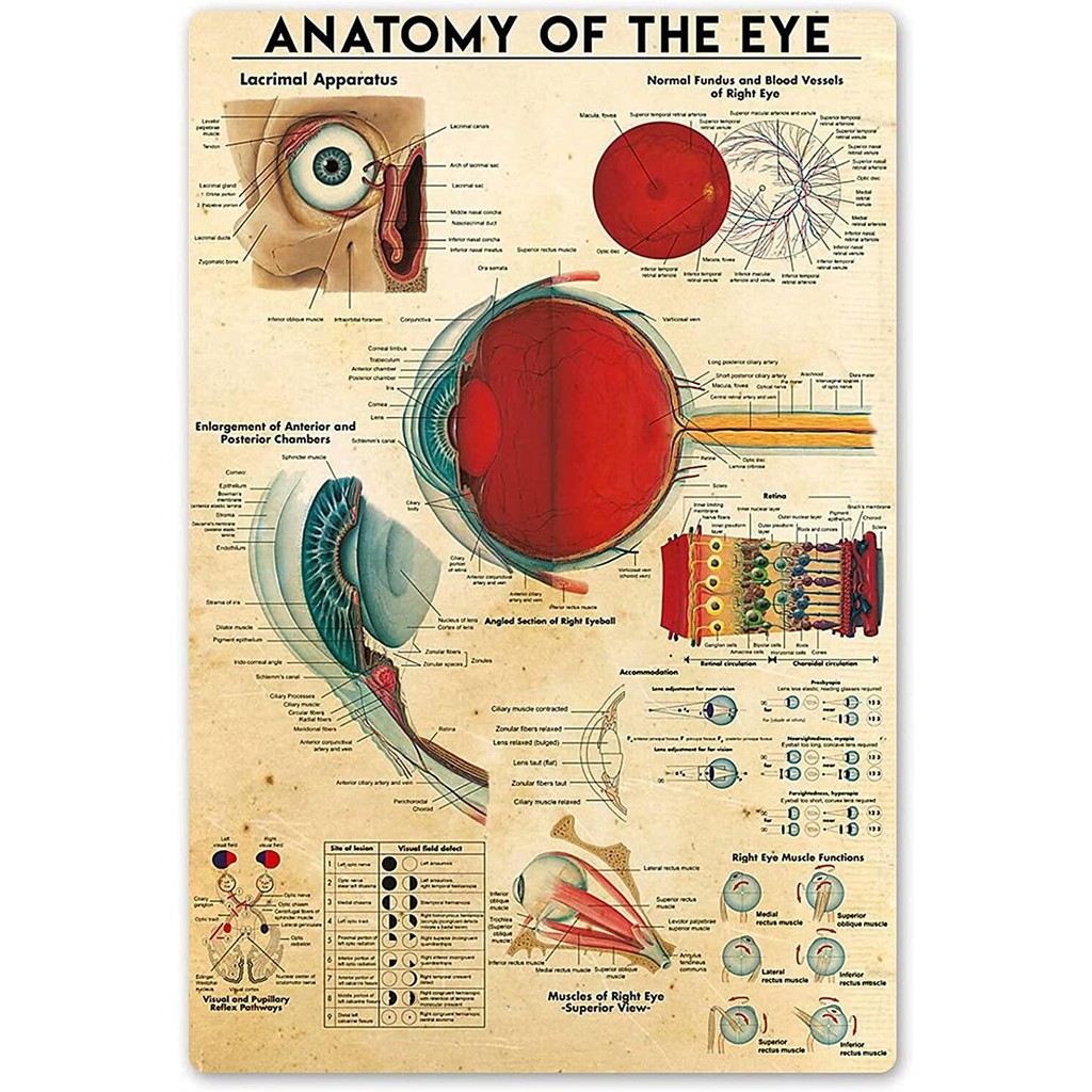 Anatomy Of The Eye ป้ายโลหะ Human Body โครงสร้างคู่มือวิทยาศาสตร์ป้ายโลหะ DoctorS Office Club Room Wall Decor es