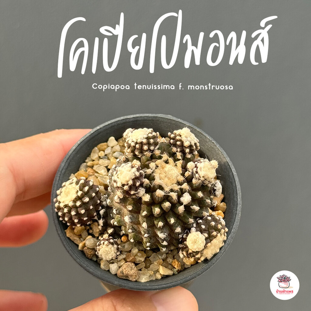 โคเปียโปมอนส์ Copiapoa tenuissima f. monstruosa แคคตัส กระบองเพชร cactus&succulent