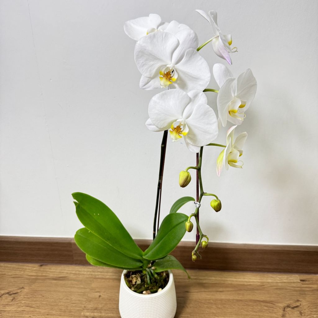 มุมมอง 3