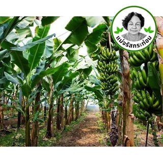 🍌🌿 ใบตองสด Fresh Banana Leaves ใบกล้วยน้ำว้า 1 กิโล จากสวนปลอดสารพิษ ใช้ห่อขนม ทำกระทง