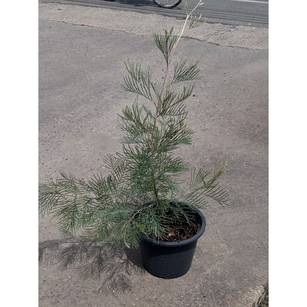 มุมมอง 2