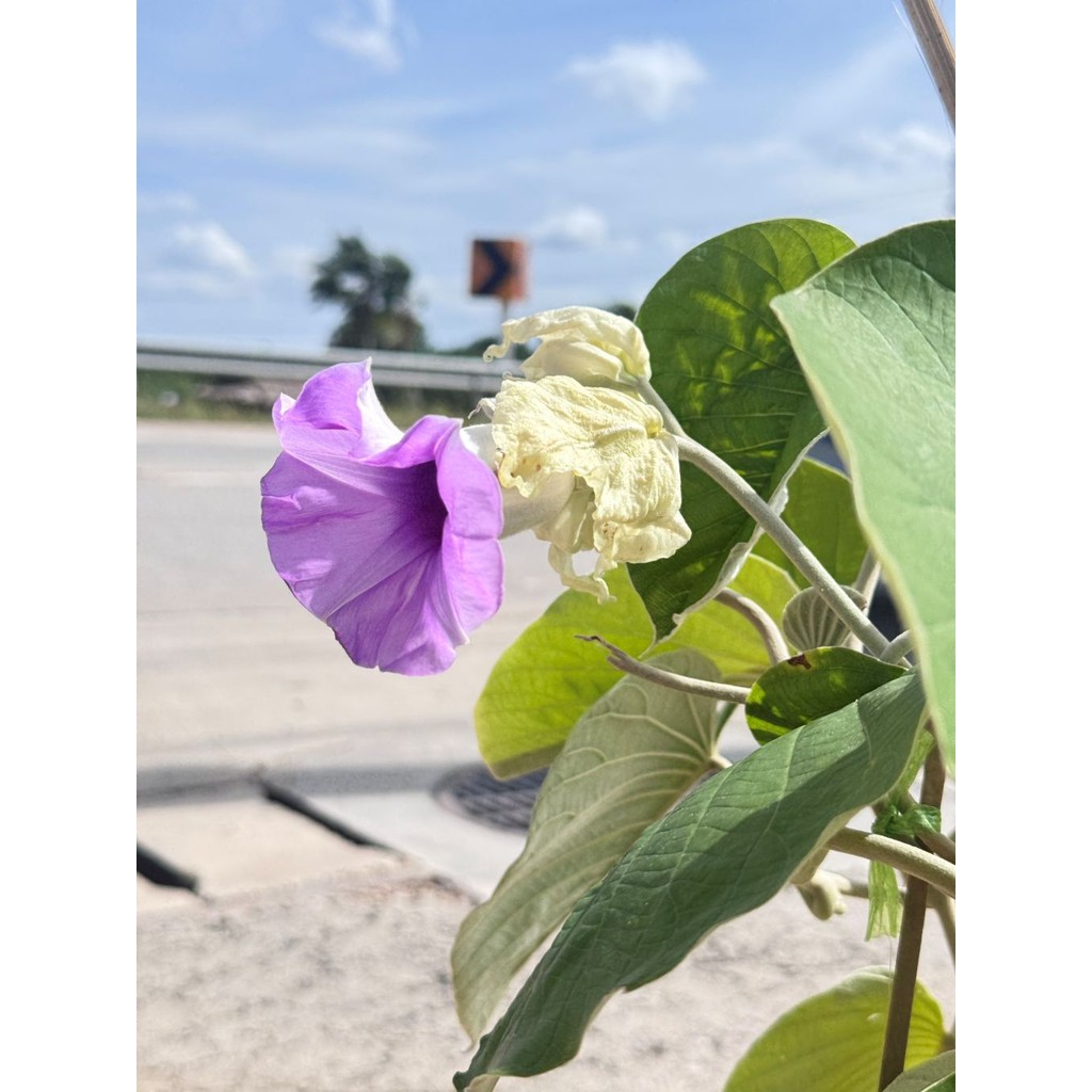 มุมมอง 2