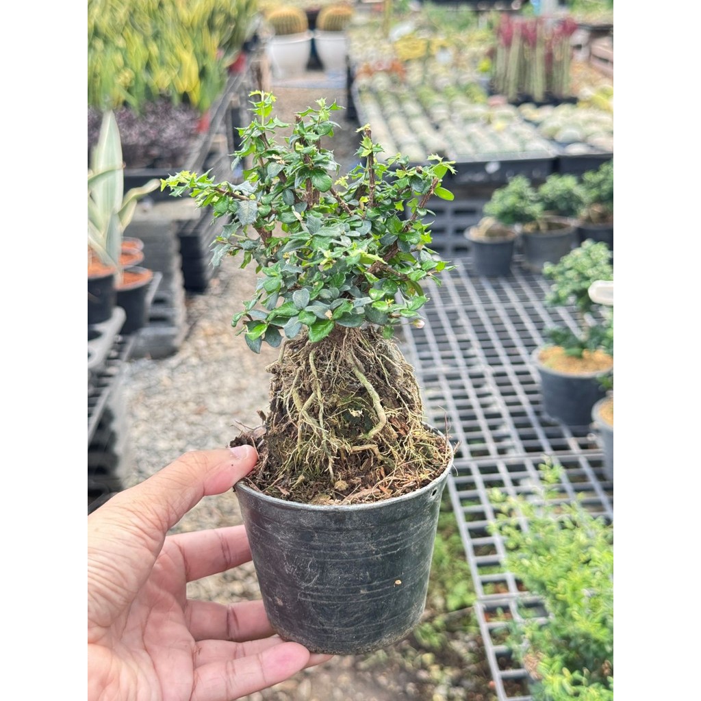 มุมมอง 4