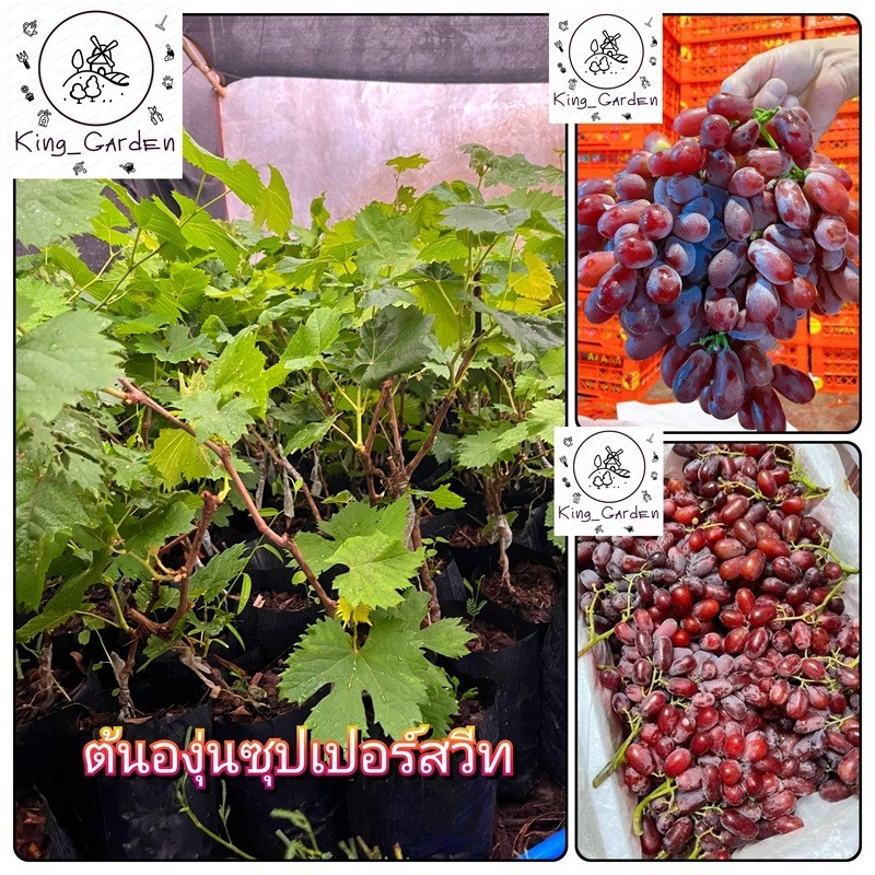 ต้นองุ่นซุปเปอร์สวีทองุ่นเสียบยอดต้นสูงประมาณ 50 ถึง 60 เซนติเมตร_nhosieungot