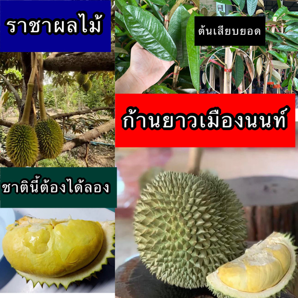 ต้นทุเรียนก้านยาว เมืองนนท์ พันธุ์แท้ ต้นเสียบยอด พร้อมลงปลูก สูง 50-70 เซน ปลูกง่าย โตไว จาก บ้านแล