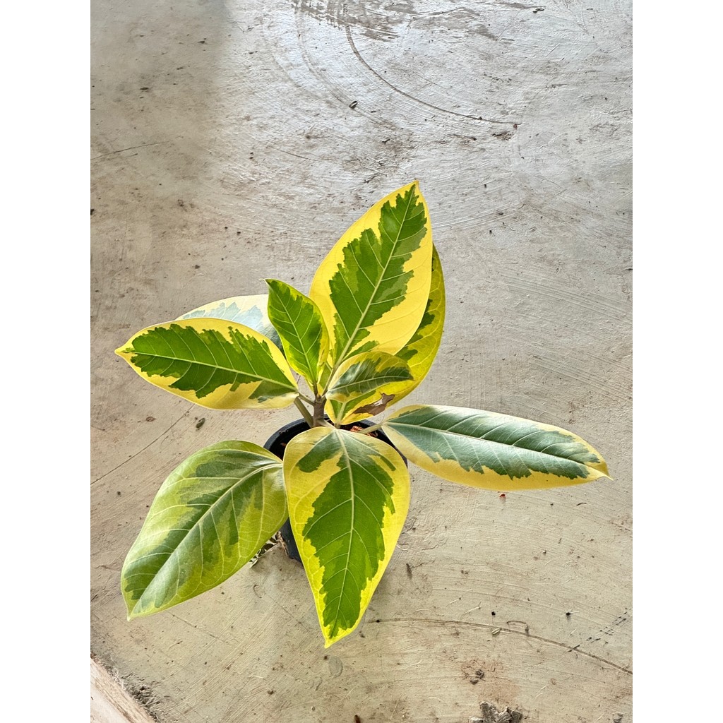 มุมมอง 3